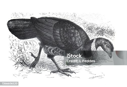 istock Hen side view. or black rooster or bush hen (alegalla lathami) hand drawn vintage illustration. 1366606520