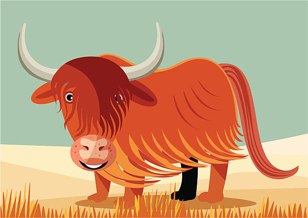 Best Highland Cattle Illustrations, Royalty-Free Vector Graphics & Clip