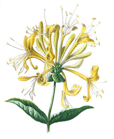 Honeysuckle or Lonicera flower. Antique hand drawn wild field flowers illustration. Vintage and antique flowers. wild flower illustration. 19th century. retro style.