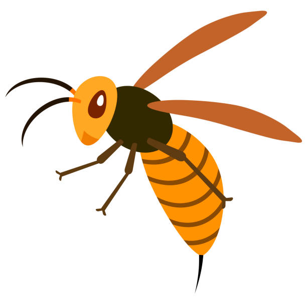 Hornet This is a hornet. murder hornet stock illustrations