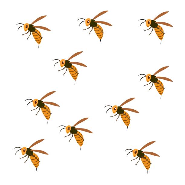 Hornet Swarm of a hornet. murder hornet stock illustrations
