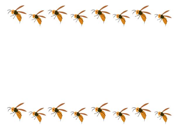 Hornet Hrame of the hornet. murder hornet stock illustrations