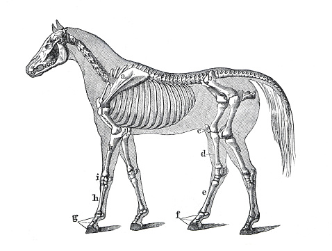 horse anatomy or skelet of the horse. hand drawn engraved illustration. retro style.