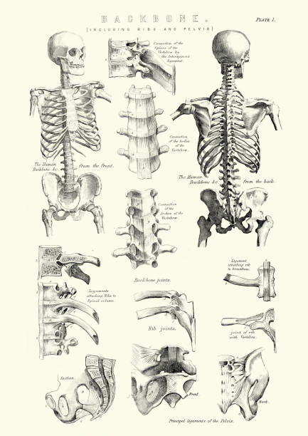 Human Anatomy - Backbone including Ribs and Pelvis Vintage engraving of the human Backbone including Ribs and Pelvis. 19th Century biology illustrations stock illustrations