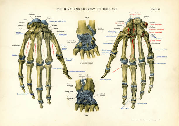 Vintage medical diagram