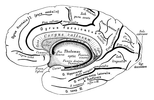 Human Anatomy Scientific Illustrations Brain Right Hemisphere Stock ...