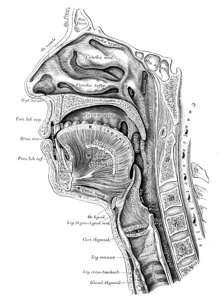 Human anatomy scientific illustrations: head section Human anatomy scientific illustrations with latin/italian labels: head section human throat anatomy stock illustrations