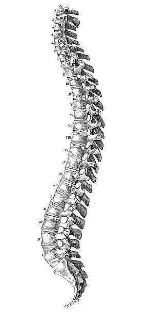 Human anatomy scientific illustrations: Spine Human anatomy scientific illustrations with latin/italian labels: Spine spine body part stock illustrations