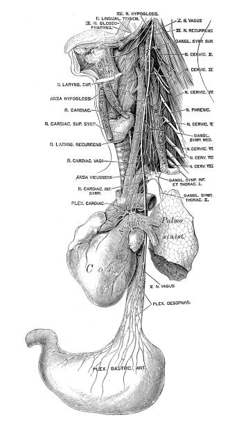 Human anatomy scientific illustrations: Vagus nerve Human anatomy scientific illustrations with latin/italian labels: Vagus nerve vagus nerve stock illustrations
