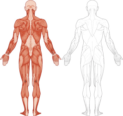 Human body, muscles