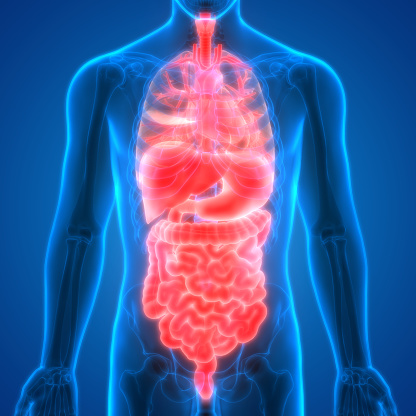 Human Body Organs Anatomy Stock Illustration - Download Image Now - iStock