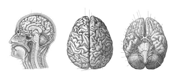 人腦解剖學 – 從邁爾  斯·康弗斯-萊克西孔1897年雕刻的復古插圖 - 歷史 插圖 幅插畫檔、美工圖案、卡通及圖標