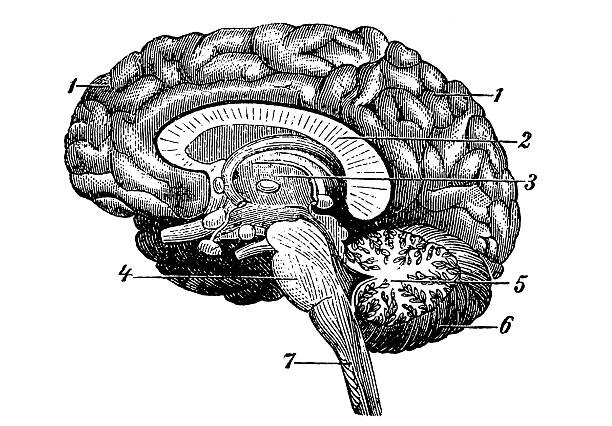 Human Brain http://img833.imageshack.us/img833/2351/dsc6698b.jpg biomedical illustration stock illustrations