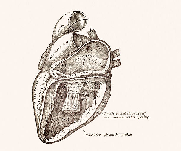 сердце человека анатомия 19 века, медицинская иллюстрация - laporta stock illustrations