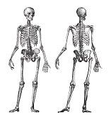 istock Human skeleton front and back view - vintage illustration 1366006774