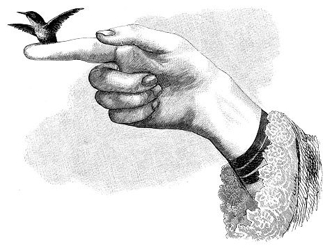 Hummingbird perched on finger - scanned 1881 engraving