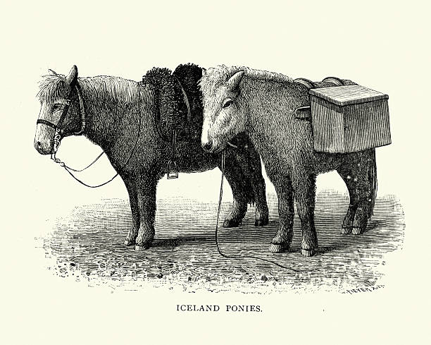 stockillustraties, clipart, cartoons en iconen met icelandic horse - pony - ijslandse paarden