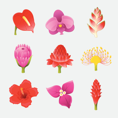 Icon set: Exotic Tropical Rainforest Flowers in Full Bloom