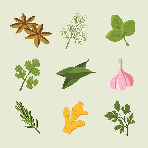 stockillustraties, clipart, cartoons en iconen met icon set: herb &amp; spice icons - basil plant