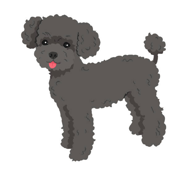 иллюстрация черного пуделя- игрушка - toy poodle puppies stock illustration...