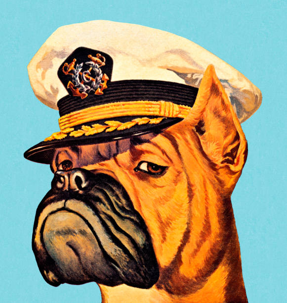 Illustration of a boxer dog wearing a captain's hat http://csaimages.com/images/istockprofile/csa_vector_dsp.jpg guard dog stock illustrations