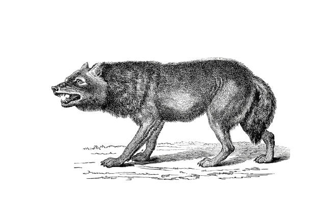 1890년 인기 백과사전에서 늑대의 일러스트 - 판화 제작물 stock illustrations