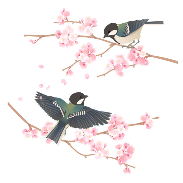 bildbanksillustrationer, clip art samt tecknat material och ikoner med illustration av söt vild fågel shijukara stoppa på en gren av ett körsbärsträd - talgoxe