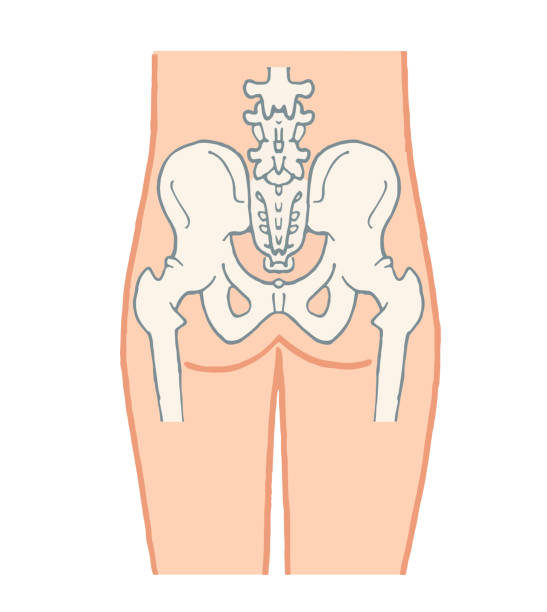 Illustration of human pelvis (back) medical pelvic floor stock illustrations