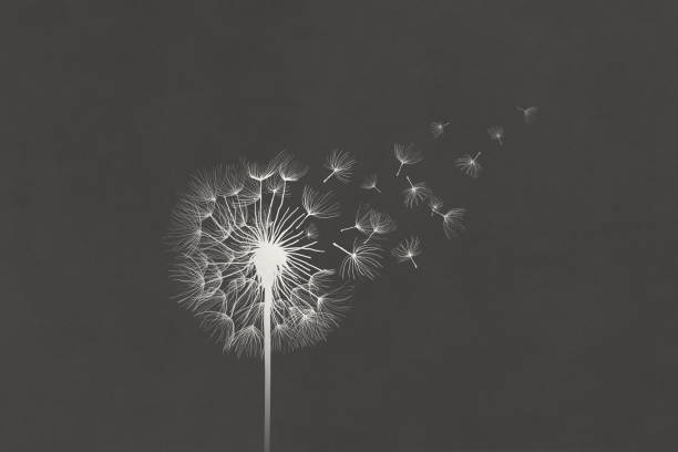 illustration of white dandelion clock flower on black background vector art illustration