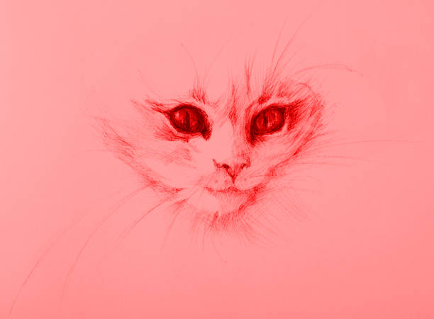 illustration pencil drawing portrait  of  kitten on red paper background vector art illustration