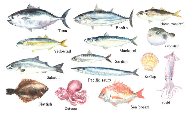 illustrazioni stock, clip art, cartoni animati e icone di tendenza di set di illustrazioni di pesci e frutti di mare disegnati in acquerello - tonnetto