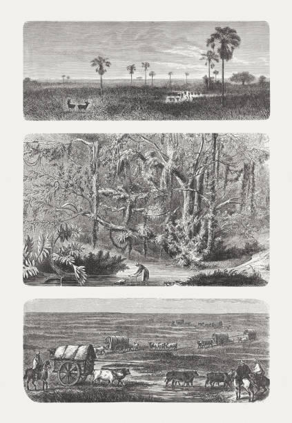 ilustrações, clipart, desenhos animados e ícones de impressões da américa do sul, gravuras em madeira, publicadas em 1893 - gado brasil