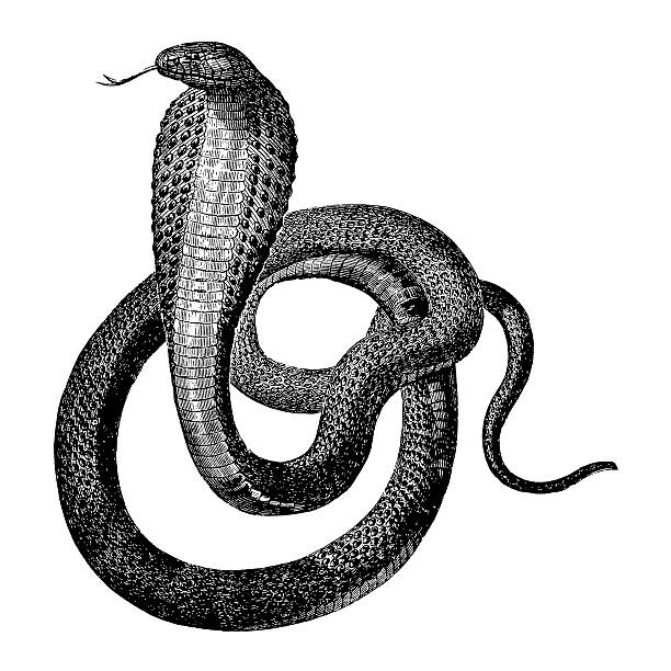 Indian Cobra "Old engraving of an Indian cobra, isolated on white. Scanned at 600 DPI with very high resolution. Published in Systematischer Bilder-Atlas zum Conversations-Lexikon, Ikonographische Encyklopaedie der Wissenschaften und Kuenste (Brockhaus, Leipzig) in 1844. Photo by N.Staykov (2008). .CLICK ON THE LINKS BELOW FOR HUNDREDS MORE SIMILAR IMAGES:" cobra stock illustrations