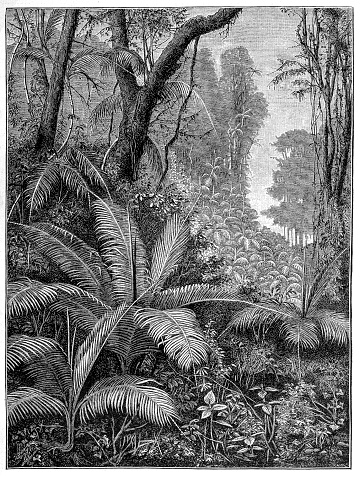 illustration of a Indian palm trees