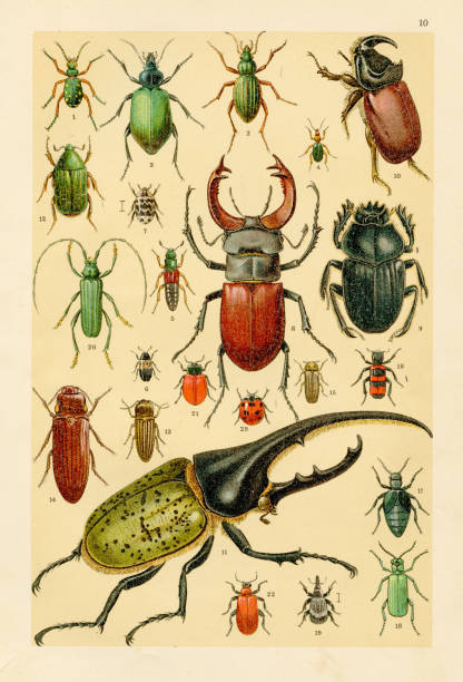 Insects, beetle chromolithograph engraving 1895 vector art illustration