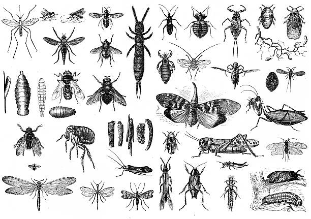 Insects Engraved illustrations of Insects bee silhouettes stock illustrations
