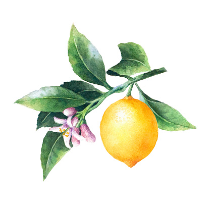 Isolated Lemon On A Branch Watercolor Illustrartion Of Citrus Tree With ...