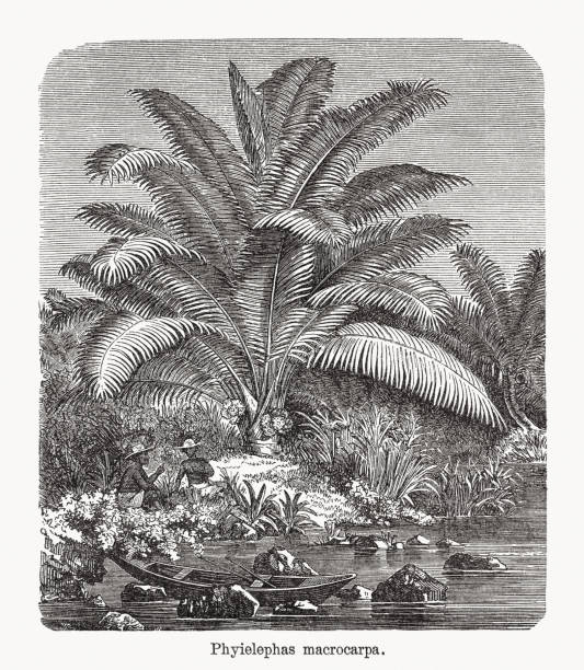 Ivory palm (Phytelephas macrocarpa), wood engraving, published in 1893 vector art illustration