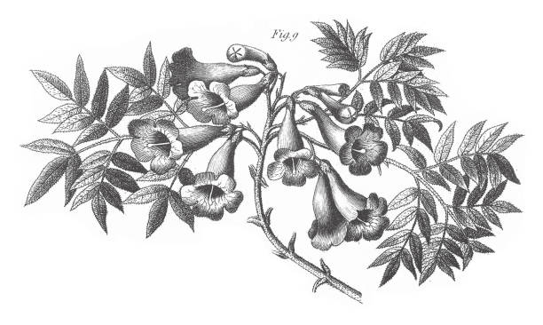 Jacaranda Tomentosa, Plants of Several Families Which Contain Toxic Compounds, Especially of the Order Polemoniales Engraving Antique Illustration, Published 1851 Jacaranda Tomentosa, Plants of Several Families Which Contain Toxic Compounds, Especially of the Order Polemoniales Engraving Antique Illustration, Published 1851. Source: Original edition from my own archives. Copyright has expired on this artwork. Digitally restored. angel's trumpet flower stock illustrations