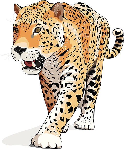 Best Jaguar Illustrations, Royalty-Free Vector Graphics ...