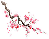 istock Japanese cherry blossom branch watercolor hand drawn illustration 1310913442