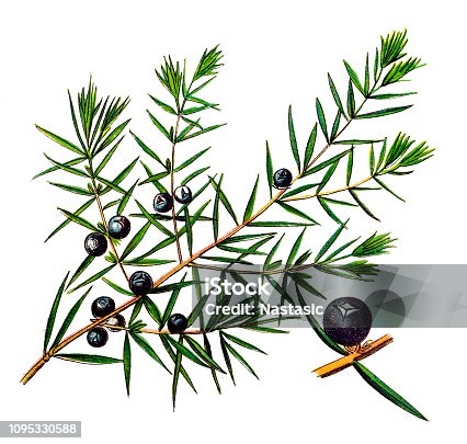 Free Clipart: Juniper branch and berries | johnny_automatic