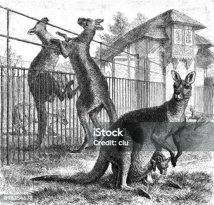 istock Kangaroos at the zoo 898354678