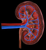 istock Kidney - Cross Section in False Color 171336068