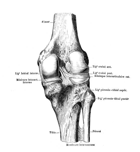 Knee illustration of a knee human joint stock illustrations