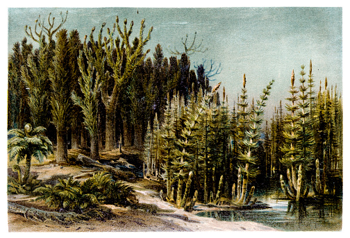 Illustration of a Landscape of the Coal Period. View of the prehistoric landscape of the Karbon with trees and ferns at a lake