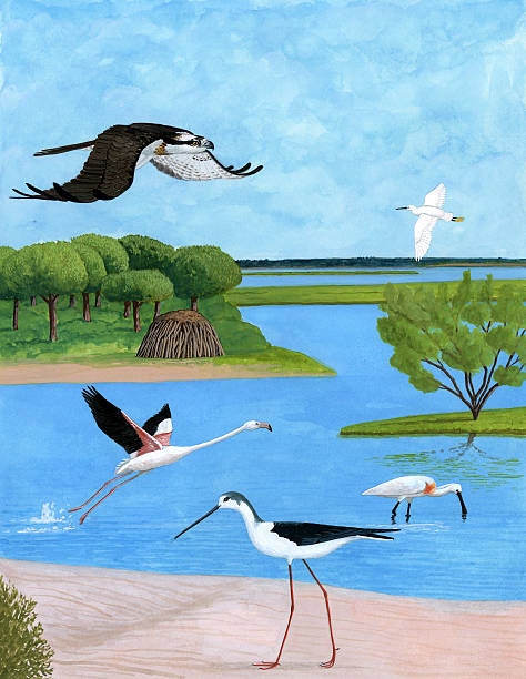 Landscape with birds and trees in a marshland Watercolour illustration of some birds and trees in a marshland. This illustration is based in the Natural Area of Marismas de Odiel, in Huelva (Spain). You can find in the image these species: Pinus pinea, Egretta garzetta, Tamarix canariensis, Phoenicopterus ruber, Himantopus himantopus, Platalea leucorodia black winged stilt stock illustrations