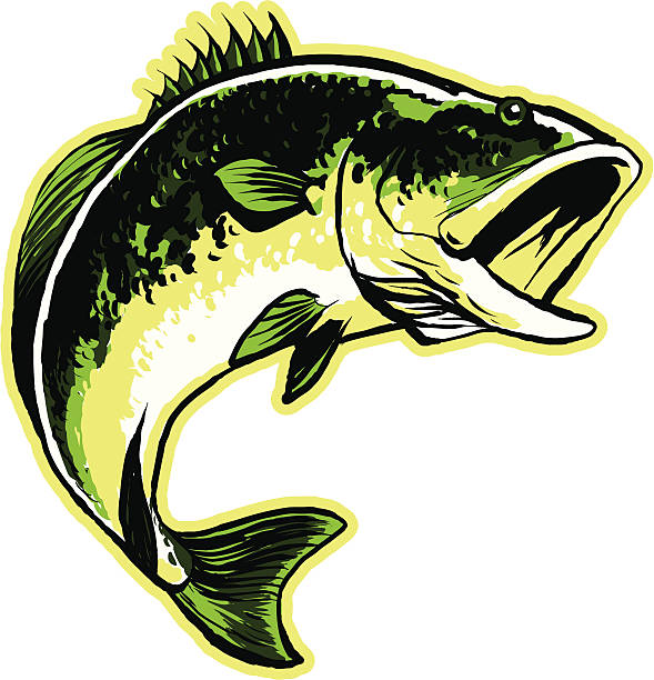 Largemouth Bass A largemouth bass in mid-leap. bass fish jumping stock illustrations