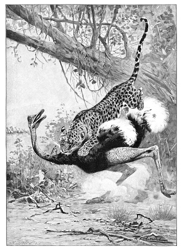 Leopard attacking ostrich in Africa 1896
Original edition from my own archives
Source : 