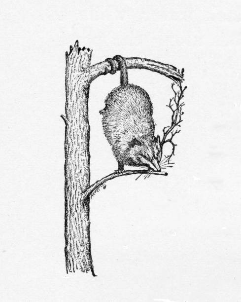 Letter P Possum Capital P for 'possum. One opossum is hanging by its tail from a tree limb. Illustration by a famous Naturalist artist, Ernest Seton Thompson,  published 1898 book about animals in North America. Source: Original edition is from my own archives. Copyright has expired and is in Public Domain. virginia opossum stock illustrations